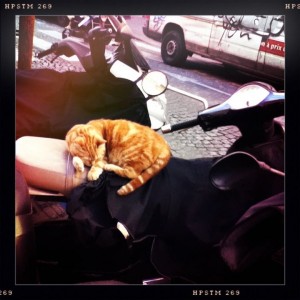 Napping Cat in Paris