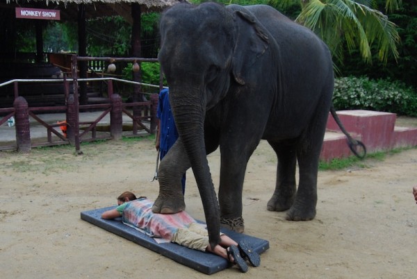 Elephant Massage Thailand 2009