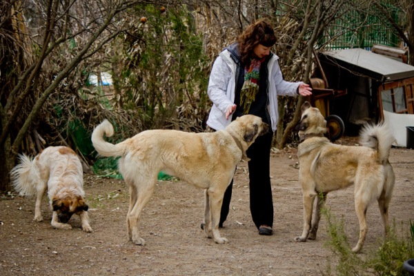 Dalene and the Pups