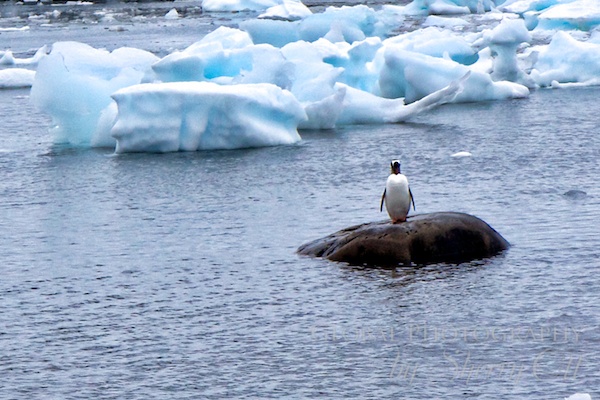 mpgAntarctica 3