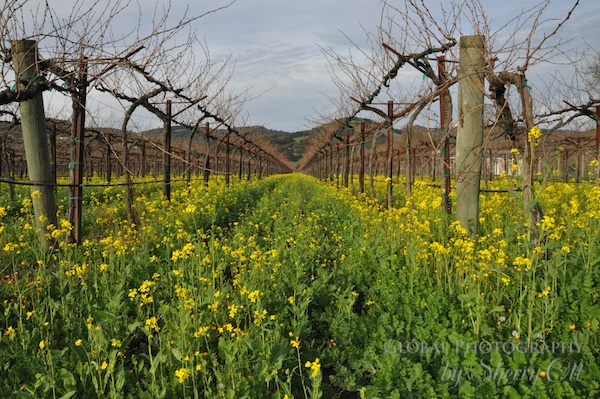 woofing - winery