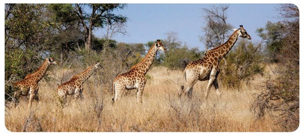 Intrepid_Africa